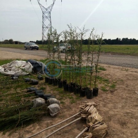 Lote en barrio cerrado - Brisanova, Pueblo Esther - Posesion inmediata!